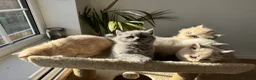 British Shorthair cats for sale: Adorable British Shorthair Kittens  🐱 - Advert 16