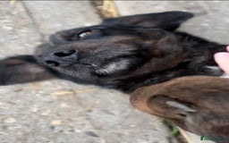 Mixed Breed dogs for sale: 4 beautiful spaniel X jack russel pups ❤️ - Image 15