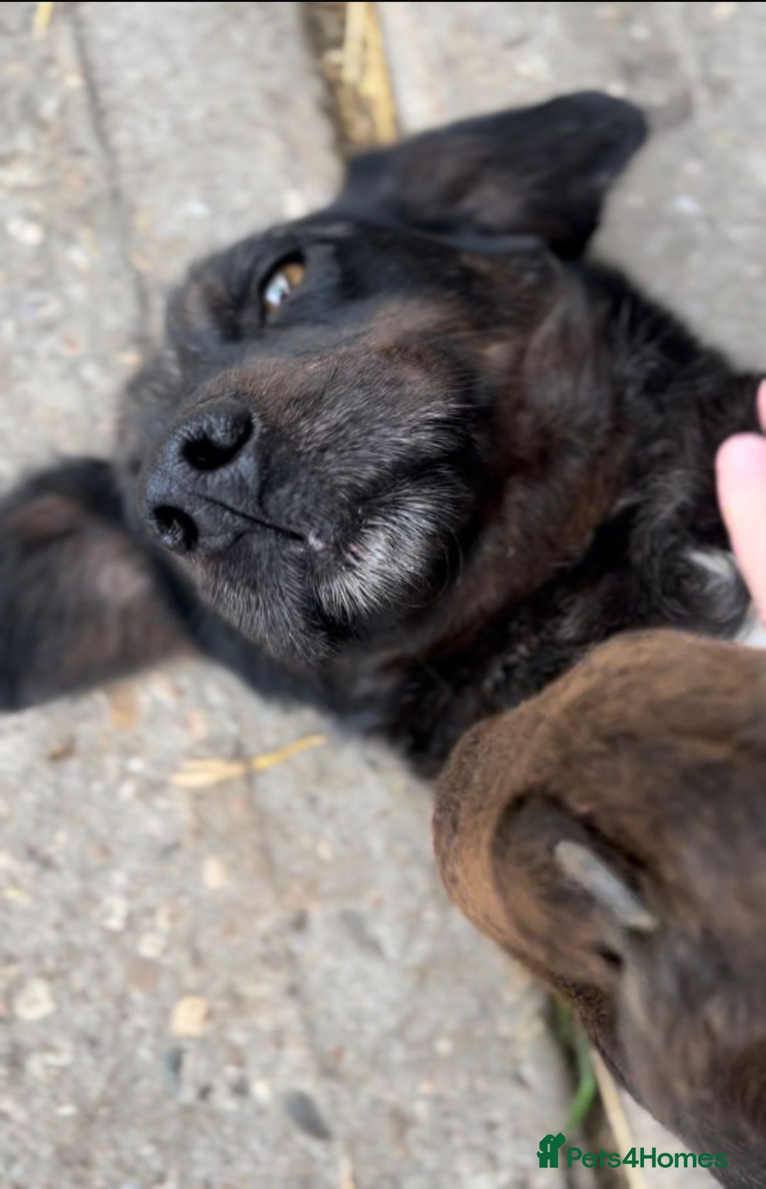 Mixed Breed dogs for sale: 4 beautiful spaniel X jack russel pups ❤️ - Image 15