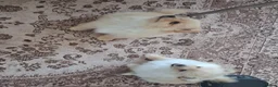 Pomeranian dogs for sale: 2 pomeranian puppies - Advert 9