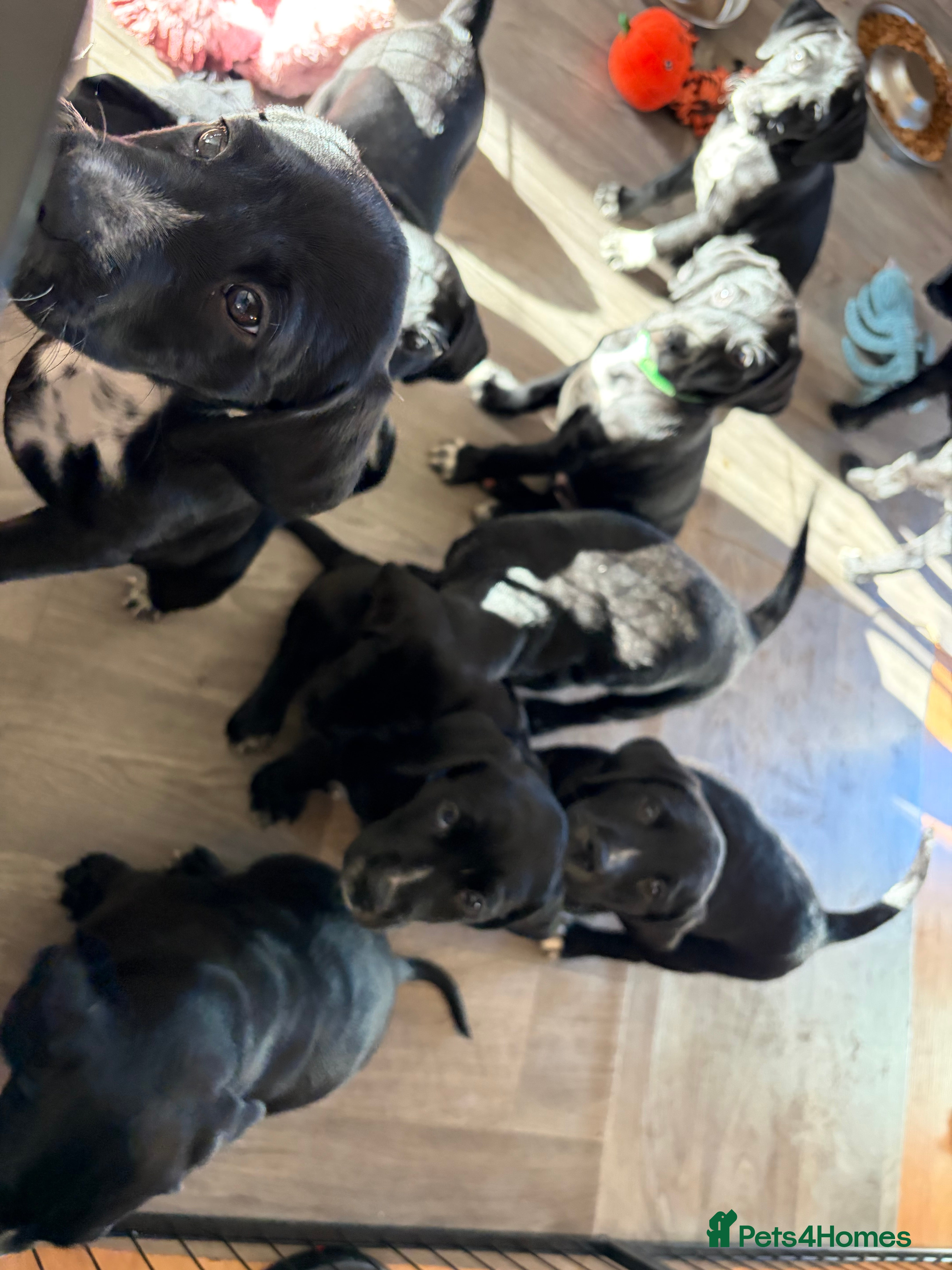 Mixed Breed dogs Dalmador Puppies for sale - Advert 1
