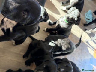 Mixed Breed dogs Dalmador Puppies for sale - Advert 6