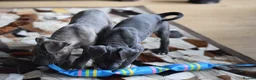 American Bull Staffy dogs for sale: American Staffordshire Terrier - Advert 15