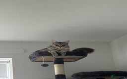 Maine Coon cats for sale: Looking for a temporary home for my cat - Image 3