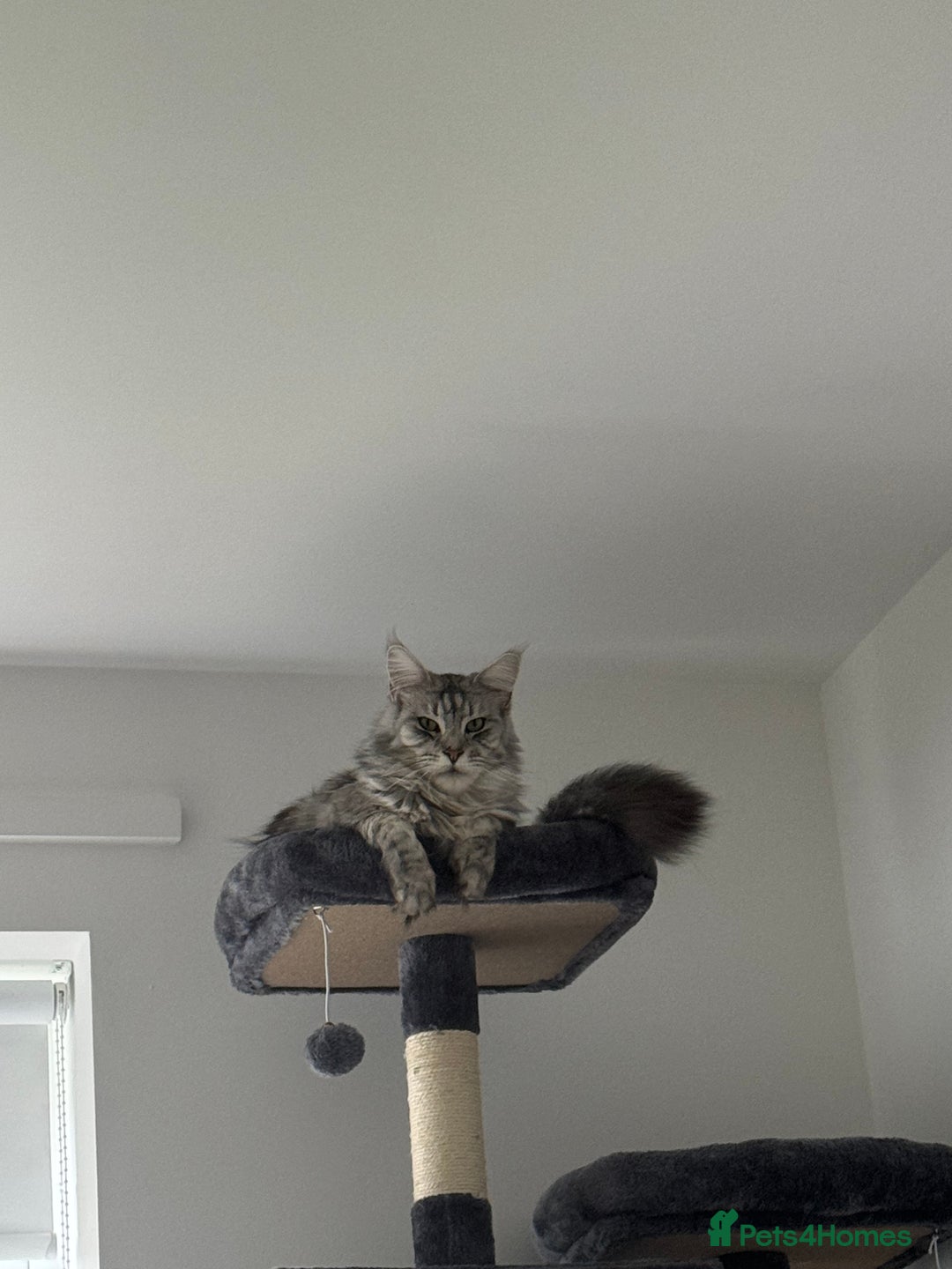 Maine Coon cats for sale: Looking for a temporary home for my cat - Image 3