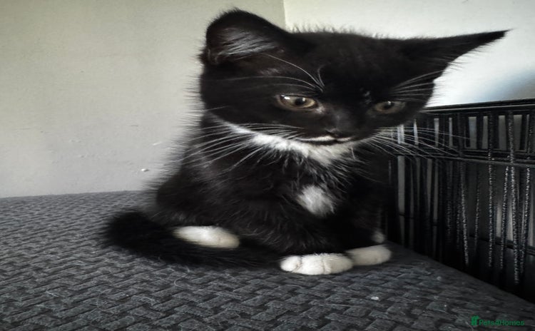 Persian cats - Advert 2