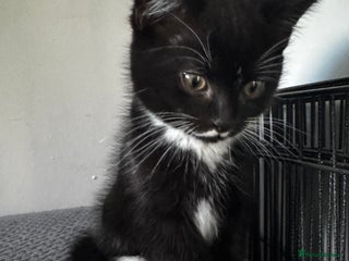 Persian cats - Advert 2