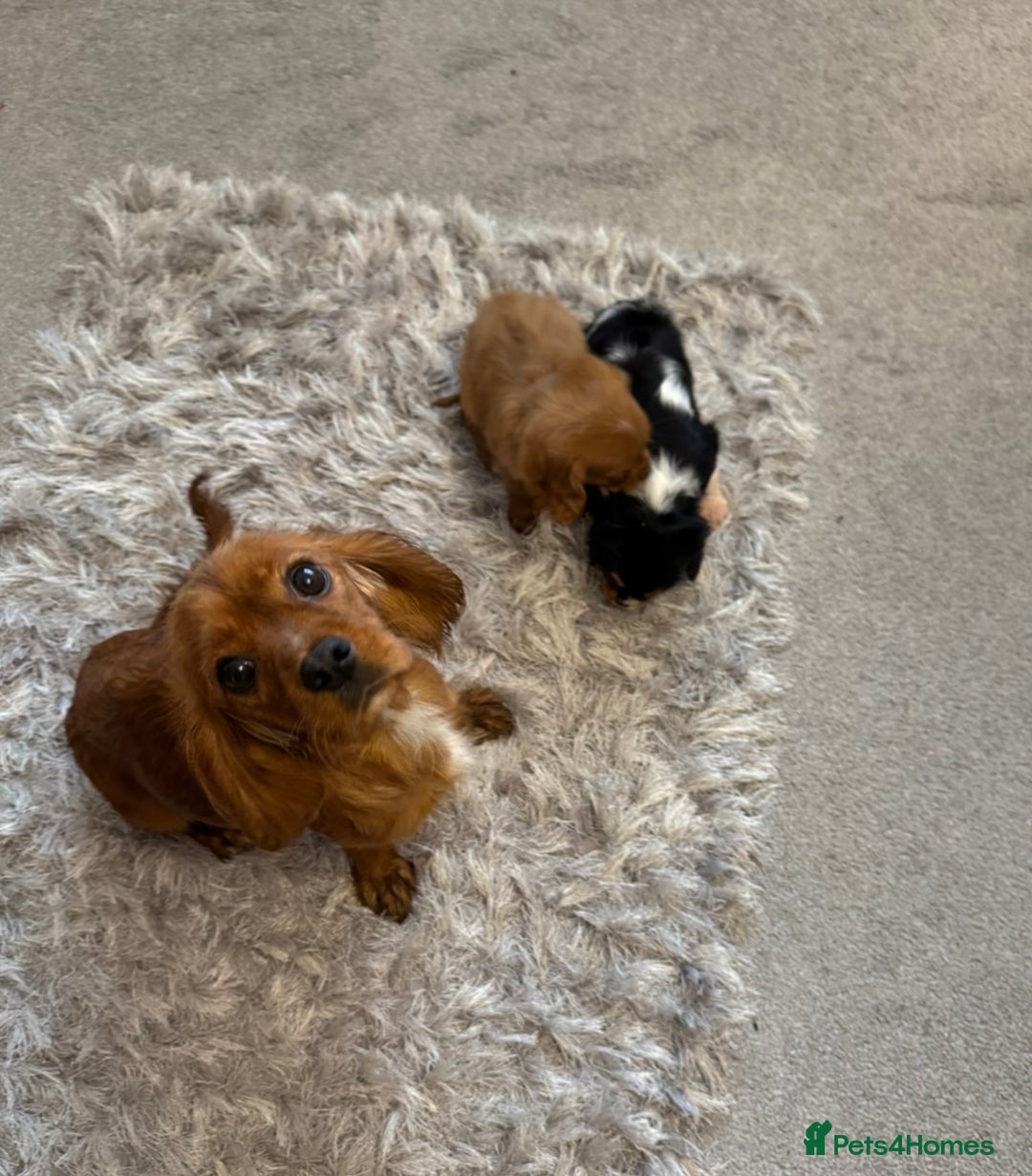 Cavalier King Charles Spaniel dogs for sale: Health tested cavalier King Charles  - Advert 11