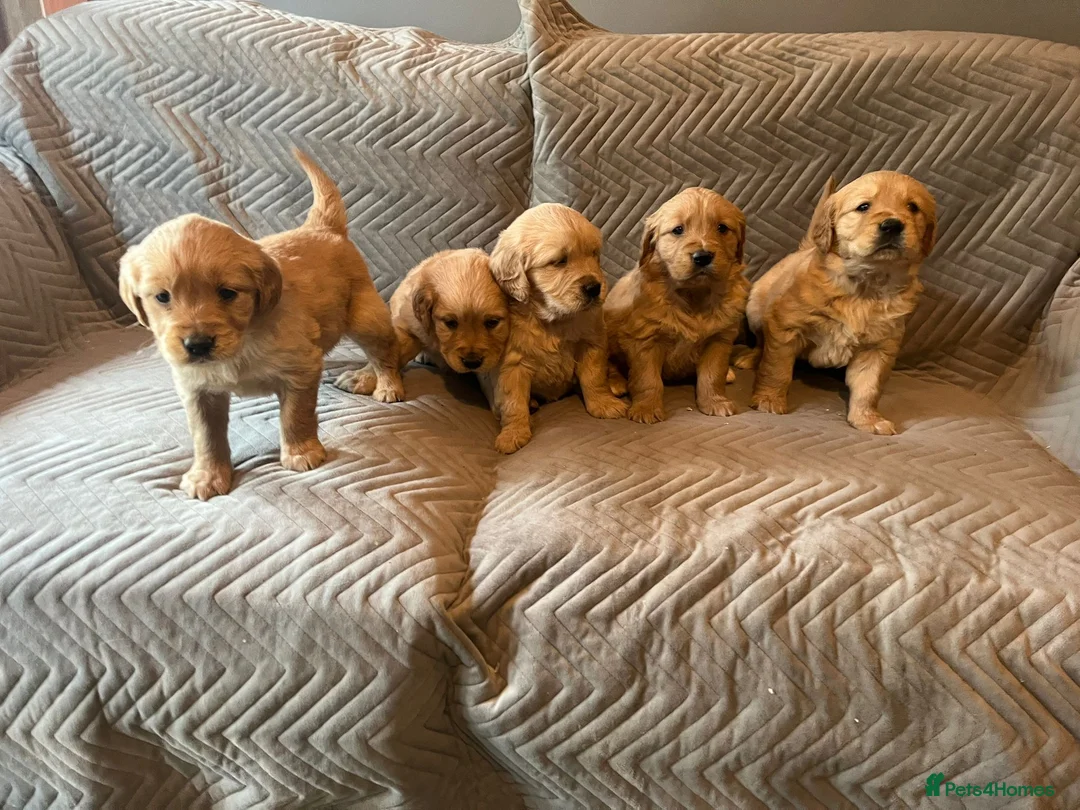 Golden Retriever dogs for sale: Gorgeous dark Golden Retriever pups - Advert 3