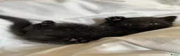Scottish Fold cats for sale: Scottish Fold kittens - Advert 4