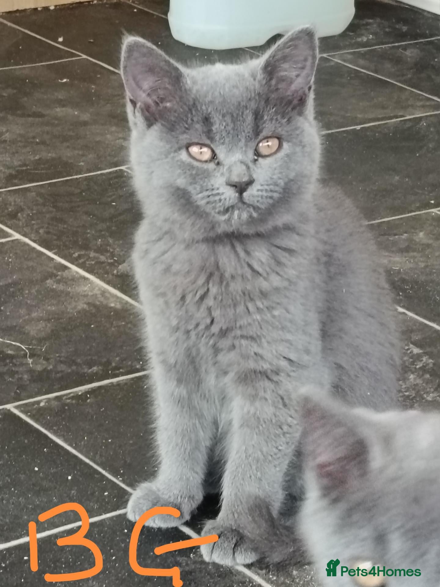 British Shorthair cats British Shorthaired X Blue Girls - Advert 1