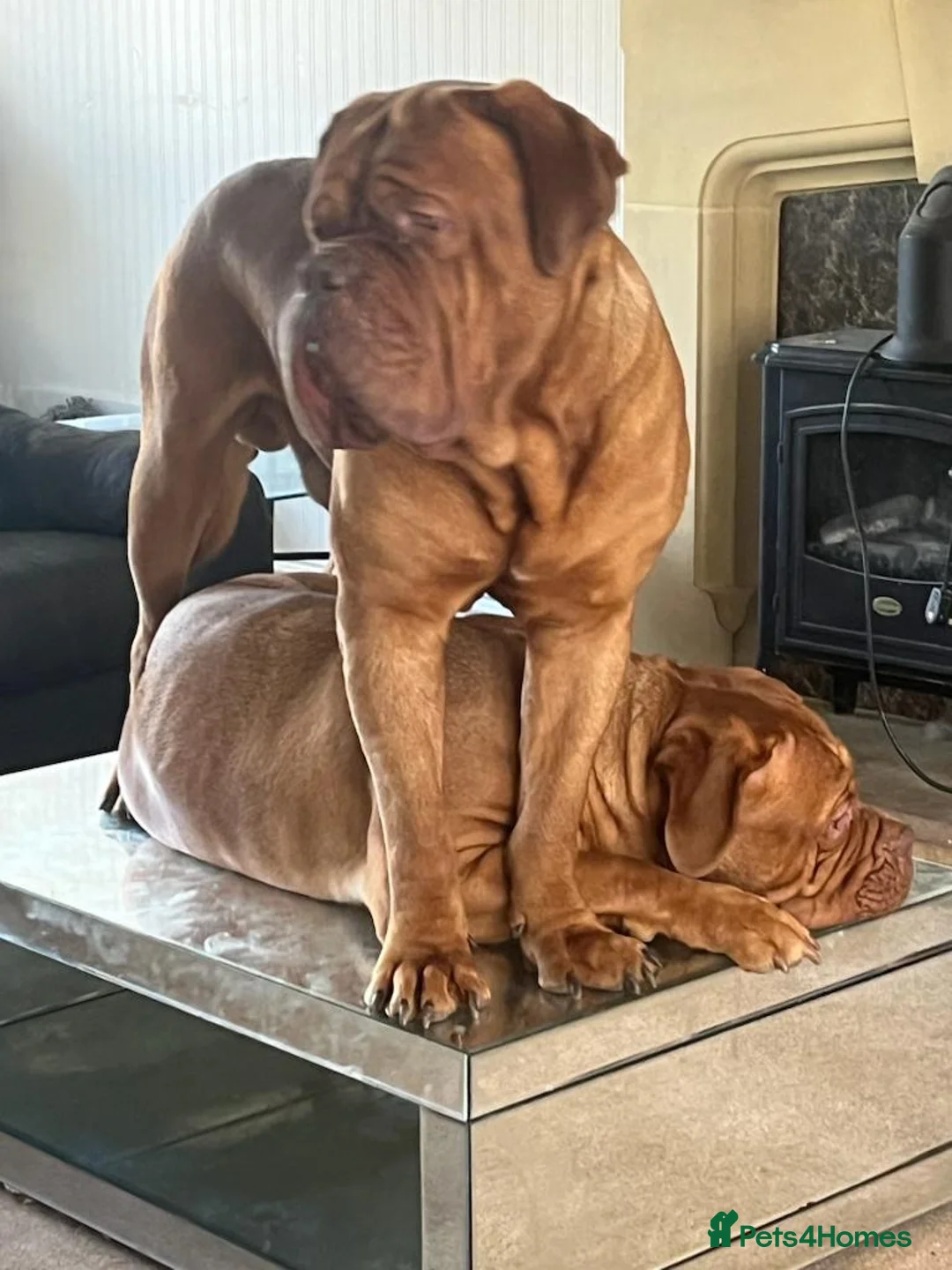 Dogue De Bordeaux dogs for stud: Douge de Bordeaux - Advert 1
