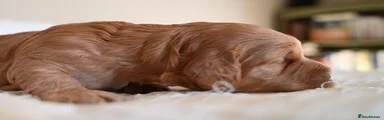 🥈 Oakley – Apricot/Champagne Male 💙