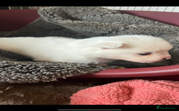 Mixed Breed dogs for sale: Jack Russel cross Pomeranian  - Image 4