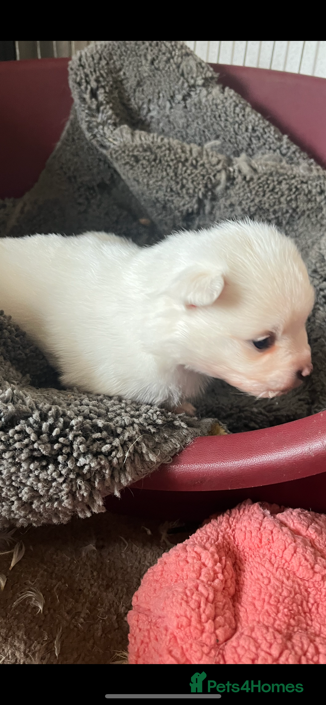 Mixed Breed dogs for sale: Jack Russel cross Pomeranian  - Image 4