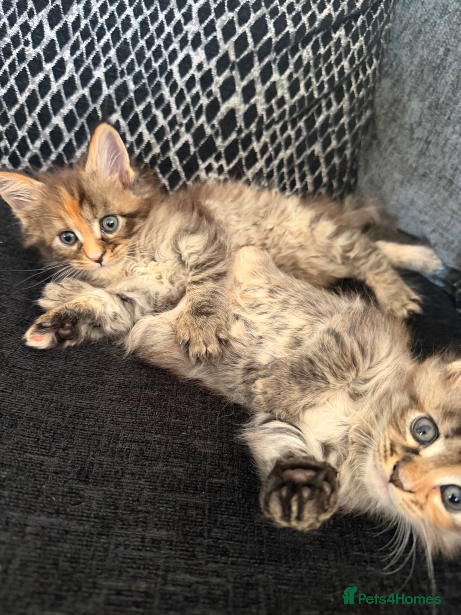 Maine Coon cats Main coon kittens  - Advert 1
