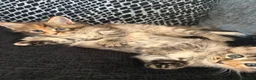 Maine Coon cats for sale: Main coon kittens  in Cumnock - Advert 13