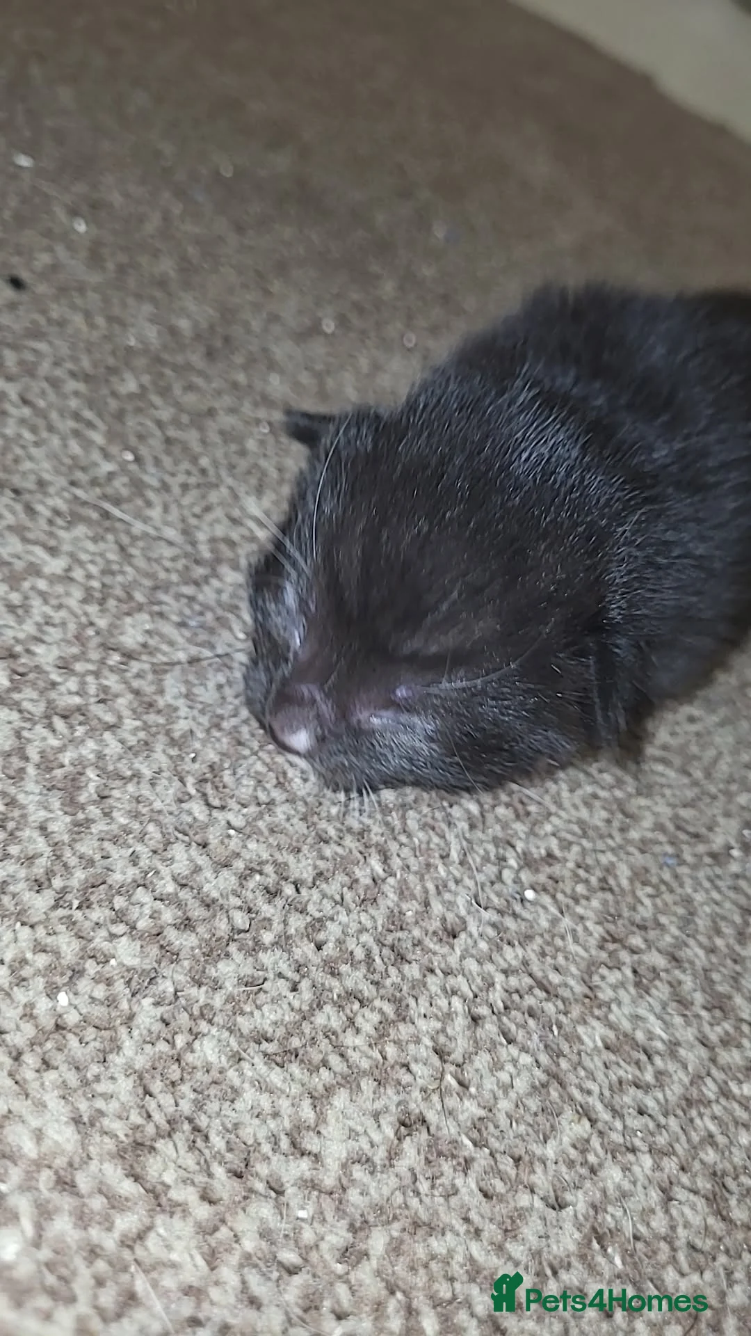 Mixed Breed cats for sale: Kittens  - Advert 2