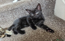 Mixed Breed cats for sale: Two beautiful girls. Ready to leave Saturday  - Image 2