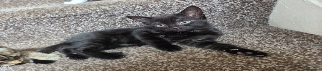 Mixed Breed Kitten 1