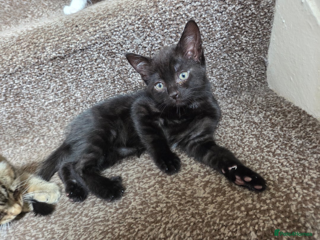 Mixed Breed cats for sale: Two beautiful girls. Ready to leave Saturday  - Image 2