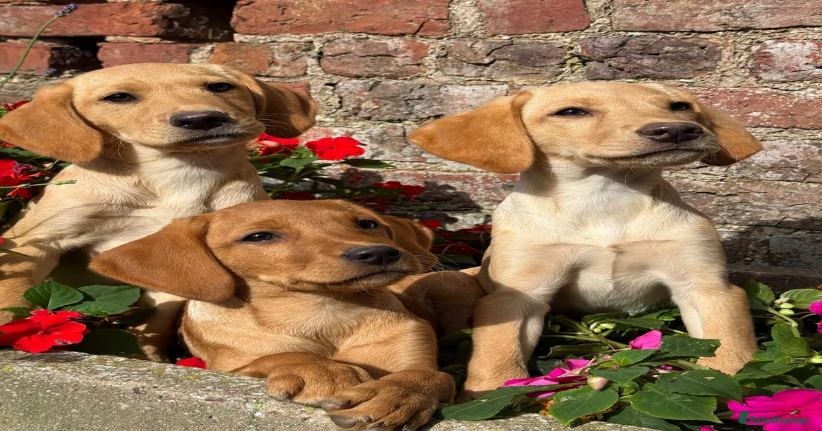Lab Labrador Retriever Puppies for sale | Pets4Homes