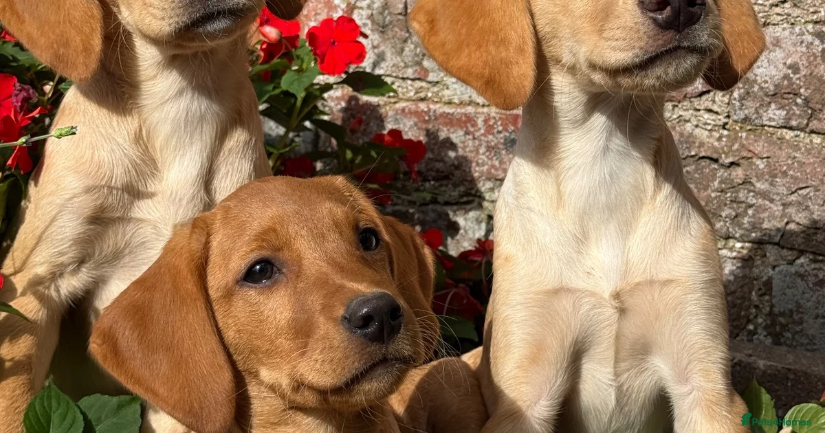Lab Extiorer Lab Labrador Retriever Puppies for sale | Pets4Homes