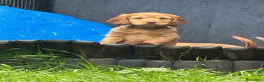 Cockapoo 2