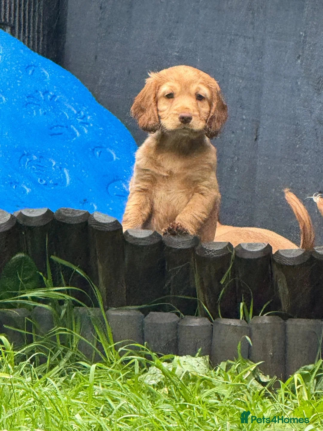 Cockapoo dogs for sale: F1B Cockapoo (1 Male left) in Bacup - Advert 11