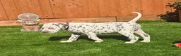 Dalmatian dogs for sale: JUST 3 BOYS LEFT READY THIS WEEK  - Advert 14