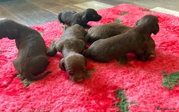 Mixed Breed dogs for sale: Cockapoo X Dachshund Beautiful litter  - Image 3