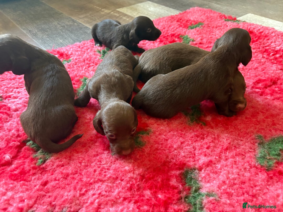 Mixed Breed dogs for sale: Cockapoo X Dachshund Beautiful litter  - Image 3