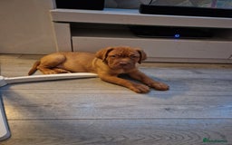 Dogue De Bordeaux dogs for sale: Reduced kc registered dogue de Bordeaux pups - Image 30