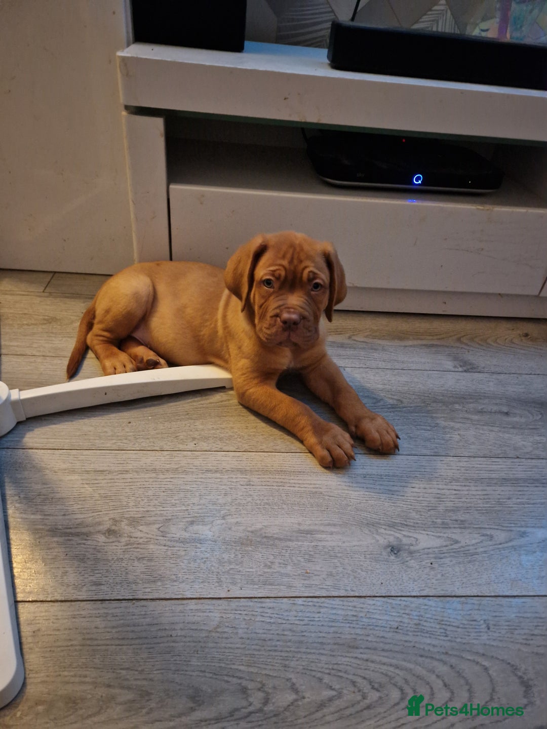 Dogue De Bordeaux dogs for sale: Reduced kc registered dogue de Bordeaux pups - Image 30