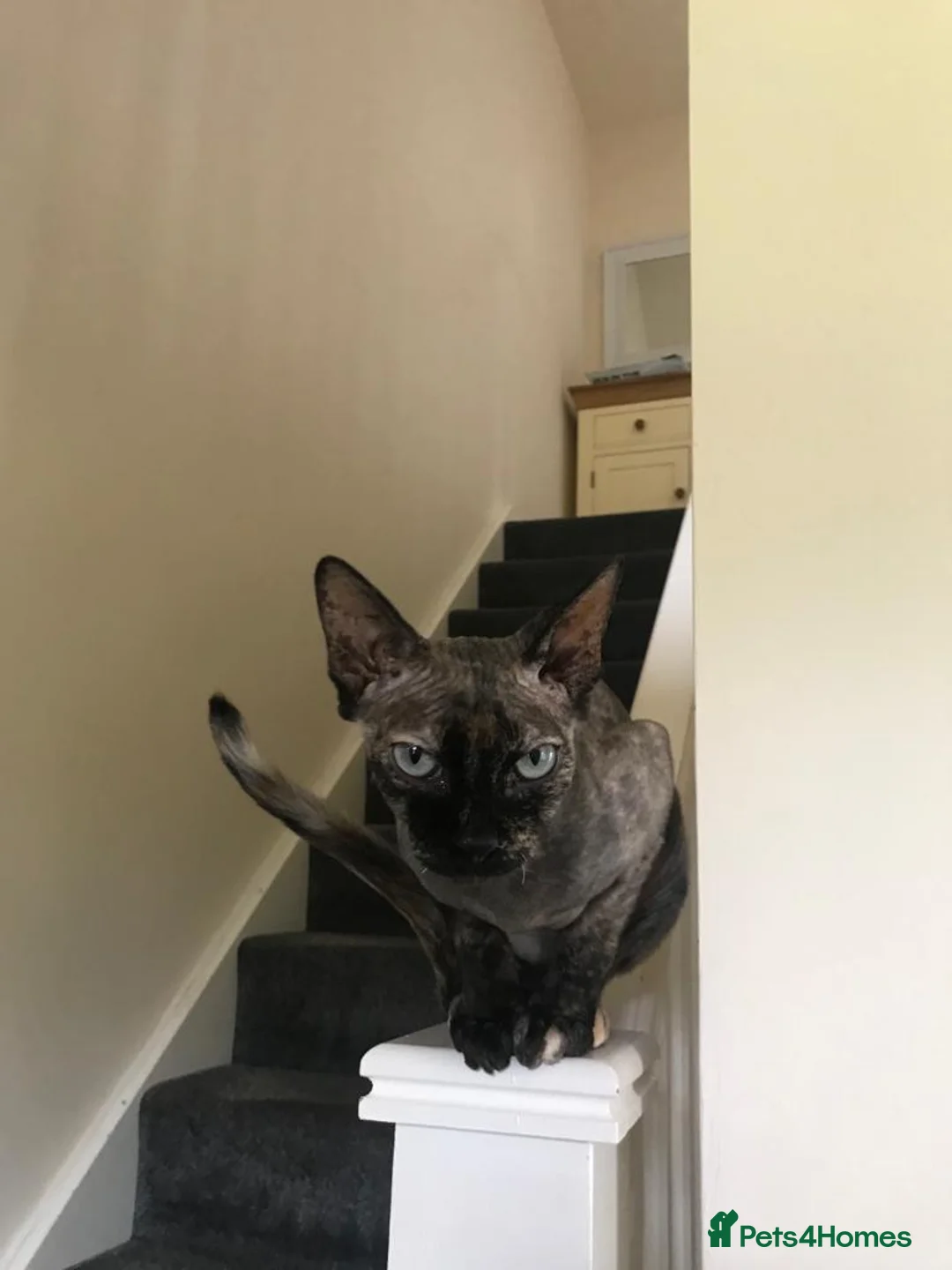 Sphynx cats for sale: Lovely Sphynx cat - Advert 6