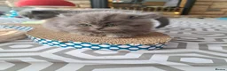 British Longhair cats for sale: Mr Lush and Mr Boba purebreed BLH Kittens  - Advert 4