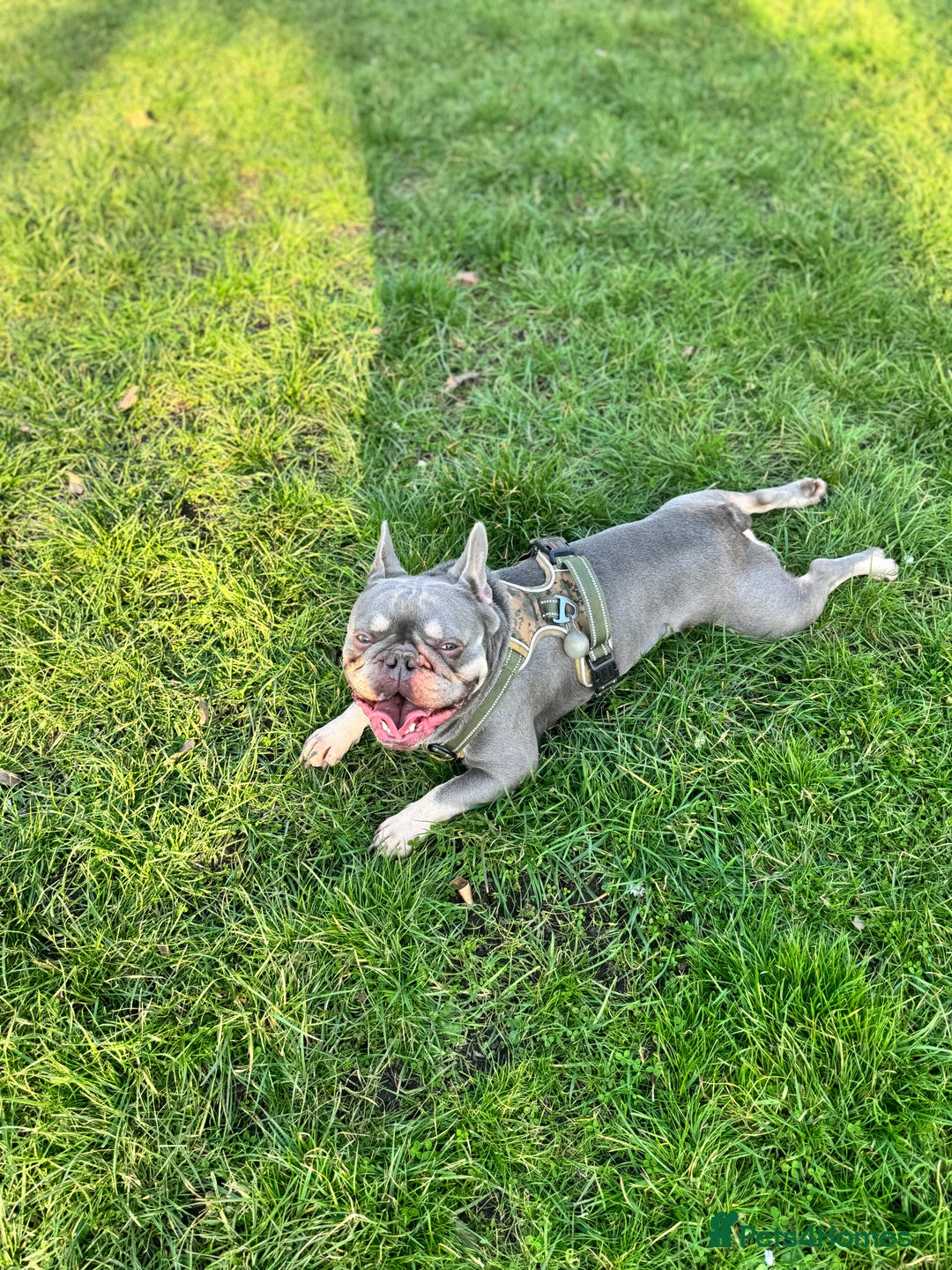 French Bulldog dogs for sale: Say hello to Kobe - Advert 2