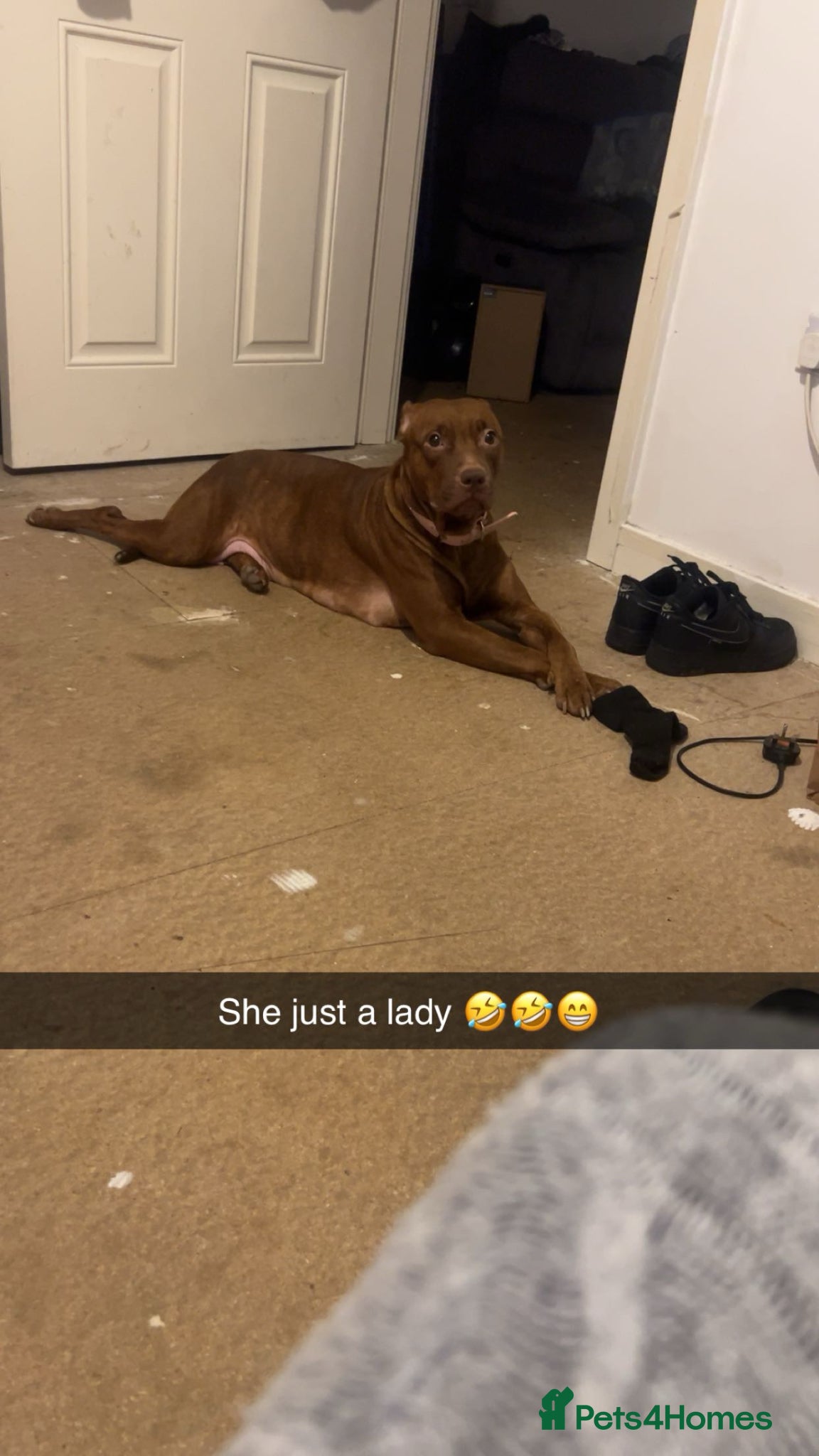 Staffordshire Bull Terrier dogs Rocco - Advert 1