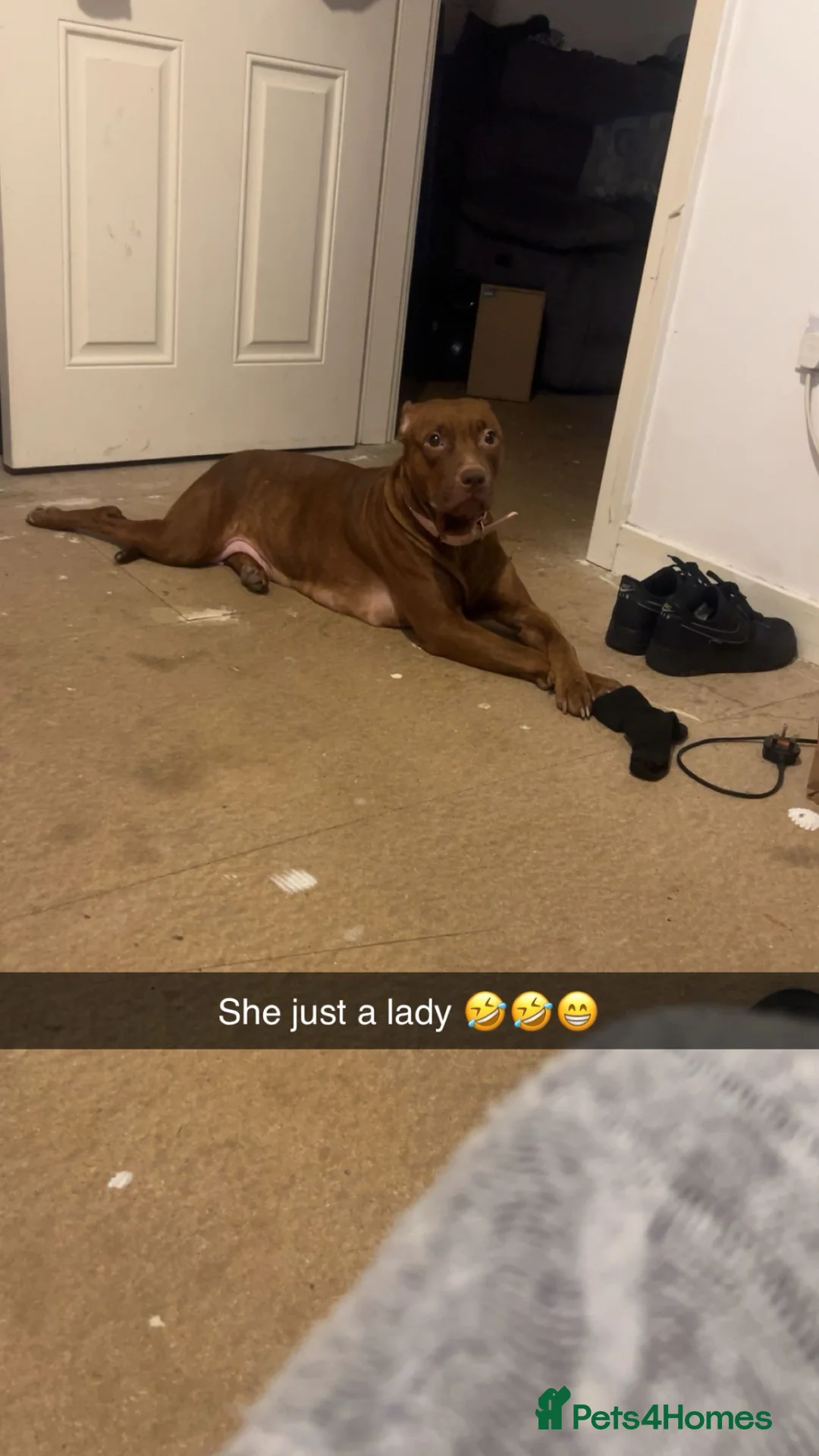 Staffordshire Bull Terrier dogs for sale: Rocco - Advert 1