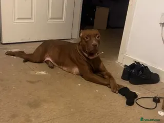 Staffordshire Bull Terrier dogs Rocco - Advert 1