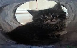 Mixed Breed cats for sale: Maine Coon cross Norwegian kittens - Image 3