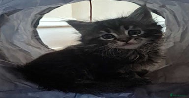 Mixed Breed cats - Advert 2