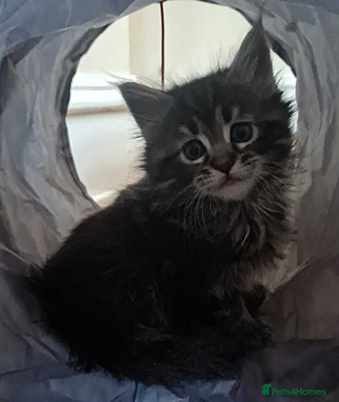 Mixed Breed cats for sale: Maine Coon cross Norwegian kittens - Image 3