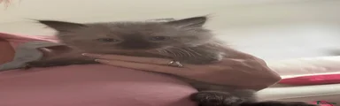 Ragdoll Kitten 2