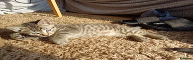 Tom