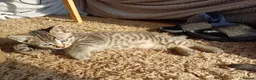 Mixed Breed cats for sale: 5 Stunning Domestic Kittens tabby orange stripe - Advert 15
