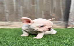 French Bulldog dogs for sale: Beautiful pups- Ready to leave 🏡 - Image 8