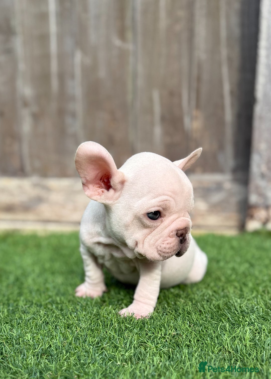 French Bulldog dogs for sale: Beautiful pups- Ready to leave 🏡 - Image 8