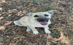 Mixed Breed dogs for adoption: OZZY, a Lovely Puppy Boy - for a Loving Home - Image 20