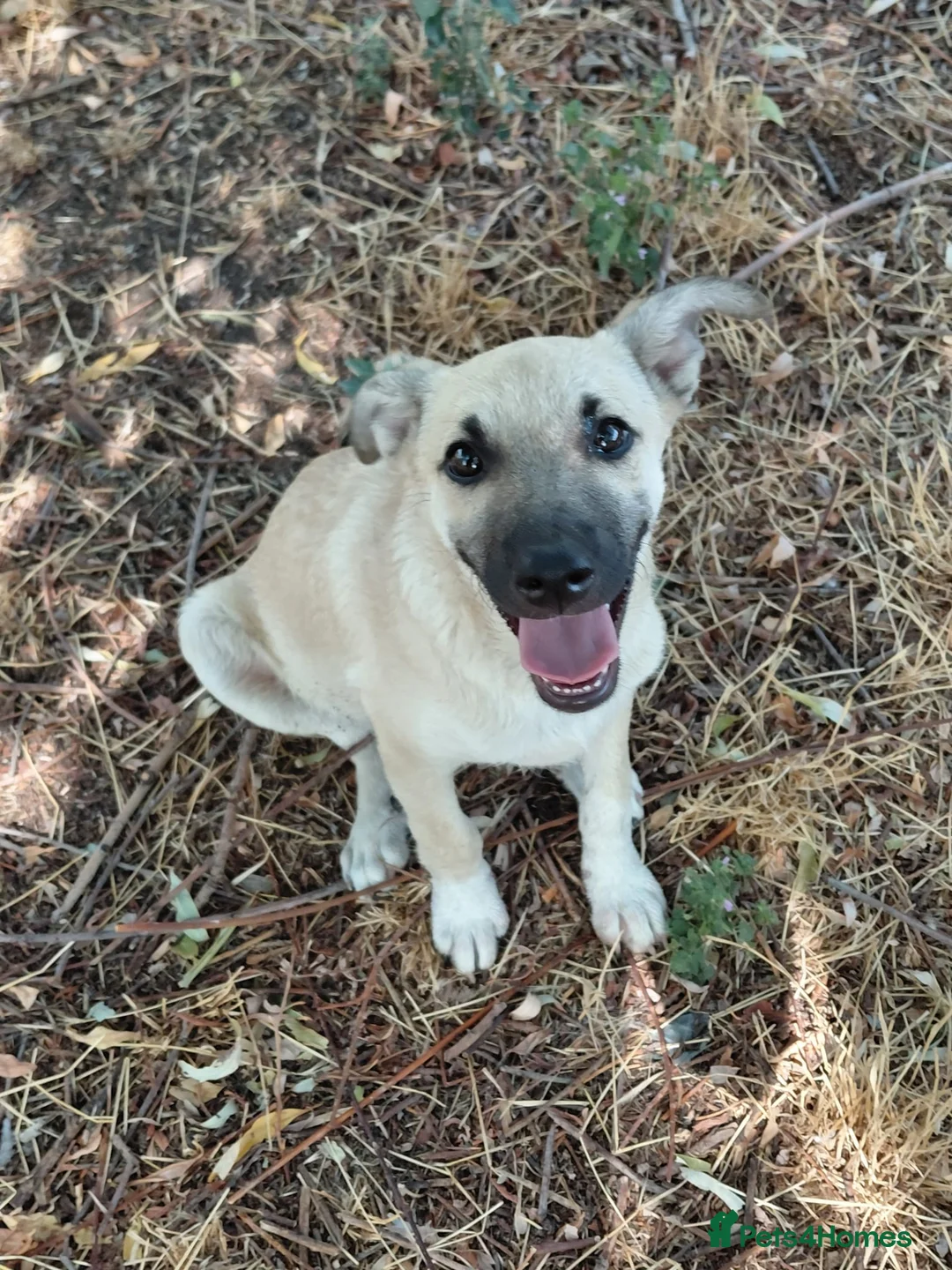 Mixed Breed dogs for adoption: OZZY, a Lovely Puppy Boy - for a Loving Home - Advert 20